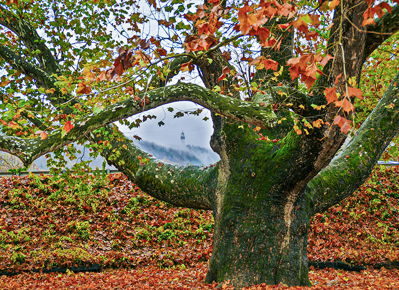 "Simsbury, Pinchot Sycamore" by Jim Patrina