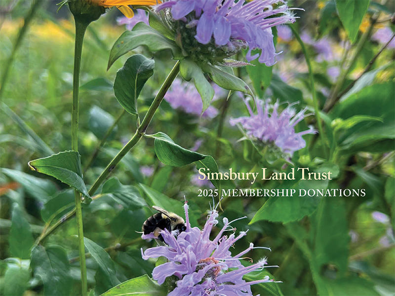 2025 membership brochure cover featuring purple wild flowers and honey bee.