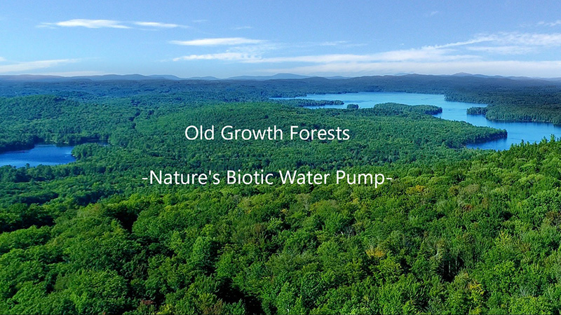 Forest and waterway photo