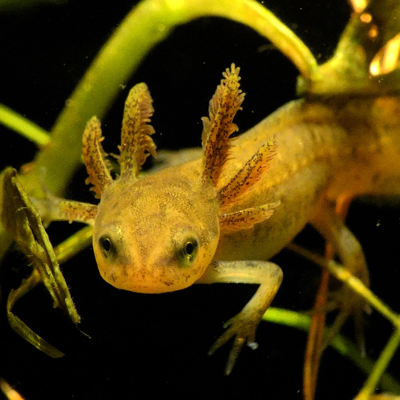 salamander